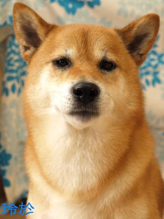 暑いです。