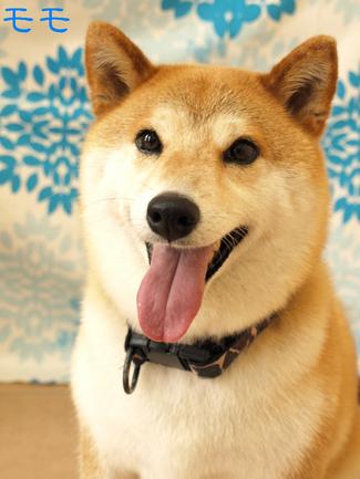 暑いです。