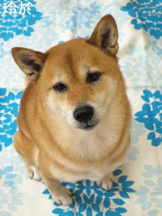 幸せの…♪