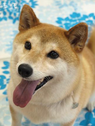 幸せの…♪