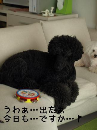 サプライズな…