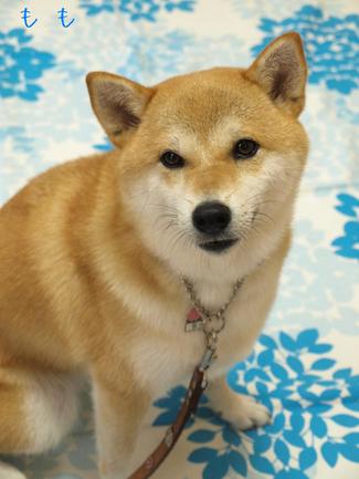 8月の♪