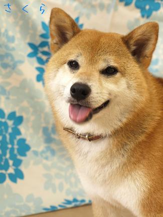 8月の♪