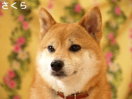 瞳にキラリンマーク♪