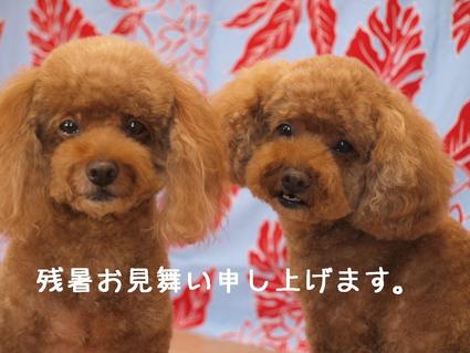 残暑…