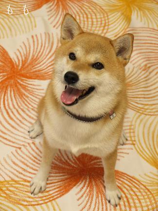 フリフリ