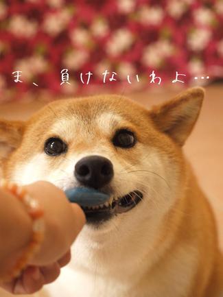 ぐぅーたら