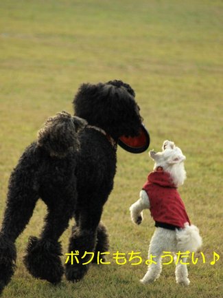 スガスガしいお散歩