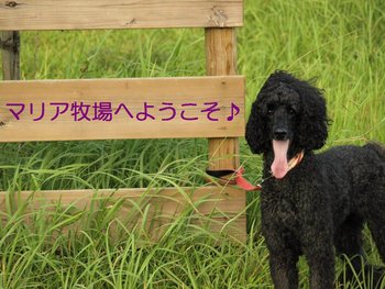 スガスガしいお散歩
