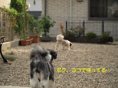 兄弟