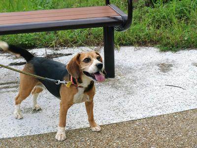 「ＤＯＧ　ＳＡＬＯＮ　ＭＡＸ」のニューフェイス看板犬