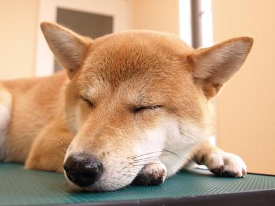 お帰り～