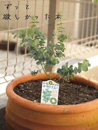 緑をインテリアに…。