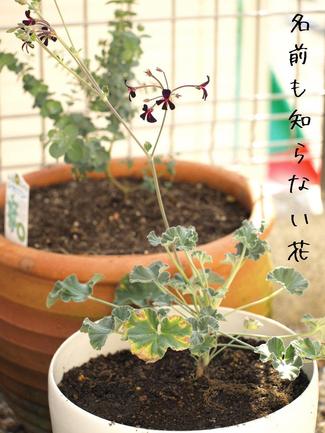 緑をインテリアに…。