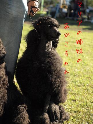 ドッグショー♪