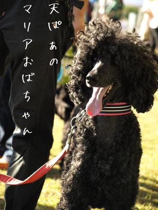 ドッグショー♪