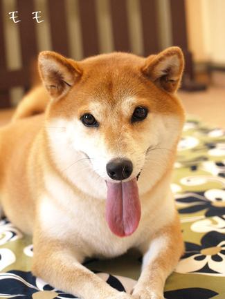 緑をインテリアに…。