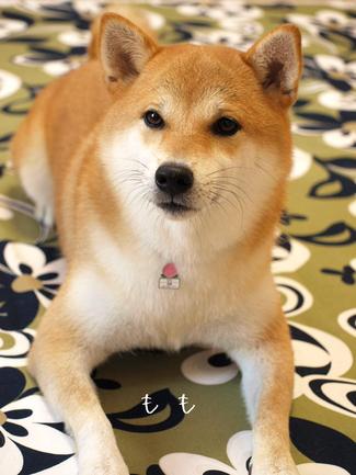 緑をインテリアに…。