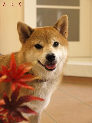 肘に水が…