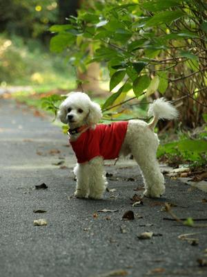 犬友の会