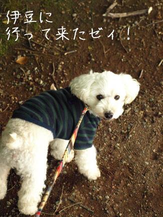 秋の伊豆旅行