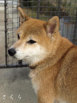 コツコツと…