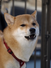 冬本番