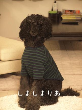 初めてのおそろい