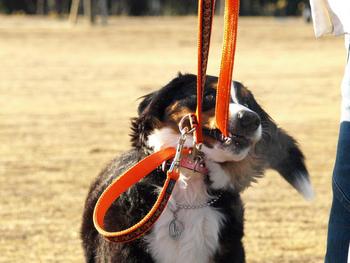 犬友忘年会