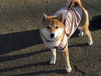 犬友忘年会