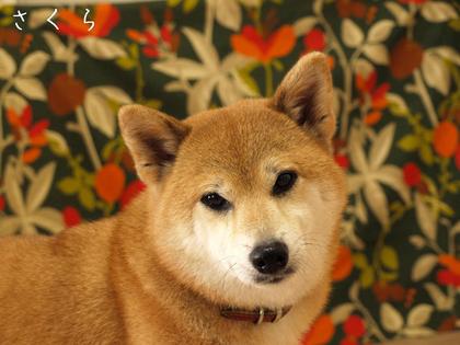 破壊!?改良!?