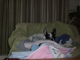 穴掘り行動