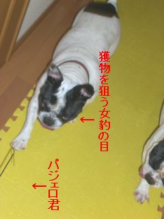 久し振りのパジェロ君