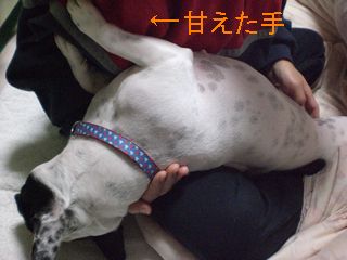 bobと蜜月