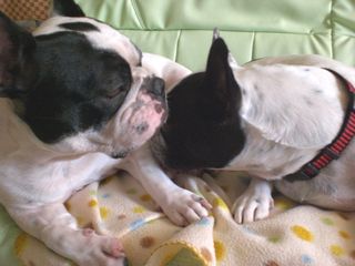 お散歩に行きたい！