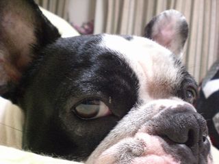 ブヒたちの冷ややかな視線