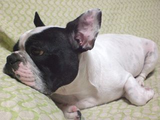 ブヒたちの冷ややかな視線