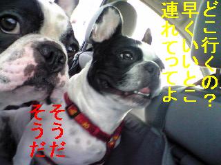 ミルキー受難の一日