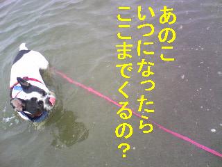 ミルキー受難の一日