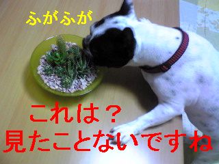 どれ家からの贈り物