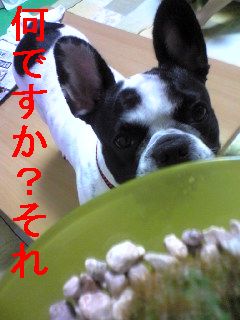 どれ家からの贈り物