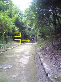 浜松城公園でお散歩