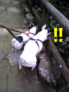 浜松城公園でお散歩