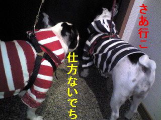 散歩までの長すぎる道のり