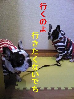 散歩までの長すぎる道のり