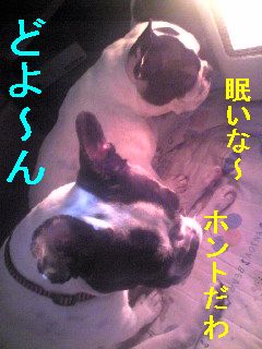 散歩までの長すぎる道のり