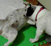 ミルキーの赤ちゃんがえり