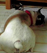 お昼寝BOO