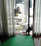 中にはいるの？どうするの？