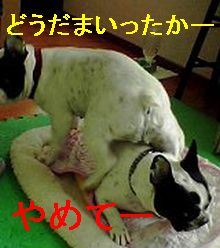 我慢のmam